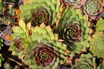 rojnik Sempervivum Jiekke Varre