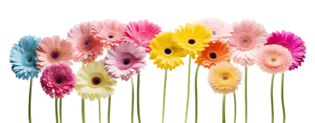 Fototapeten Colorful array of gerbera daisies, cut out © Yeti Studio