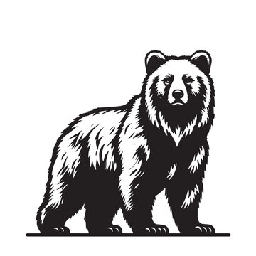 brown bear vector illustration, Standing bear Illustrations
