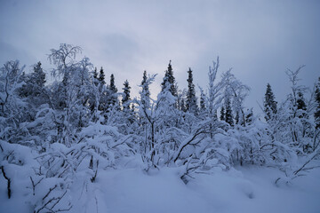 Snow-covered forest near Kiruna in the polar night, Sweden