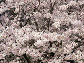 満開の桜
