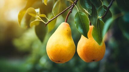 Ripe yellow pears on the tree. Selective focus