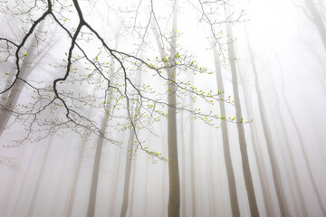 Foggy view of the crowns trees