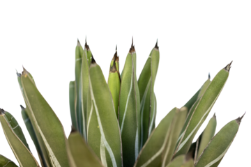 King agave plant with blank space for text. Nature texture background