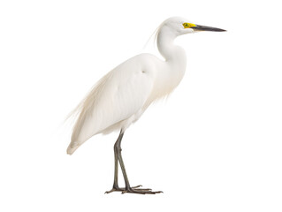a white bird standing on a reflective surface