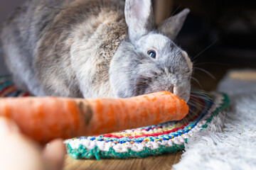 Little fluffy grey handmade rabbit eating ripe fresh carrot on the floor, close up. Hungry rabbit eating organic food.
