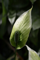 スパティフィラム