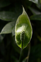 スパティフィラム