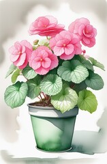 Pink Begonia flower in flower pot on white background.