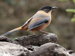 A Rufous Sibia sitting on a log of wood