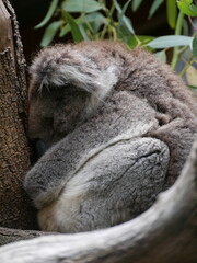 koala bear sleeping © PhotoRicky