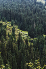 landscape with a beautiful green fir spruce forests in summer the Tien Shan mountains in Kazakhstan. Top view from a drone