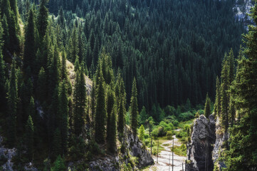 landscape with a beautiful fir spruce forests in the Tien Shan mountains in Kazakhstan in summer. Top view from a drone