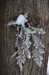 thuja branch in frost against the background of a tree trunk close=up
