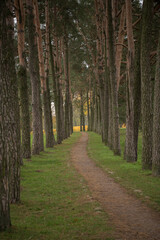 alley of pine trees in the forest