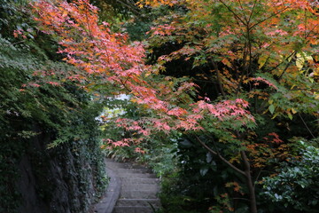 鎌倉浄妙寺の秋。紅葉に彩られる境内。紅葉に包まれた石段。浄妙寺は臨済宗の禅刹。本堂の銅ぶき屋根が美しく、また、敷地内にレストラン石窯ガーデンテラスや抹茶を供する喜泉庵がある。