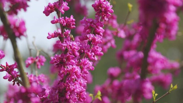 Bee Flying Over The Purple Flowers Of The Tree Of Love Or Judas Tree. Judas Tree And European Scarlet. Close up.