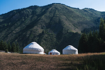 traditional houses of Asian nomads yurts in a field near a spruce forest in summer in the Tien Shan...