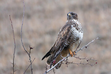 Buteo buteo perched on branch