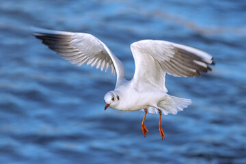 juvenile black headed gull in flight