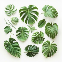 Various types of green leaves of tropical plants