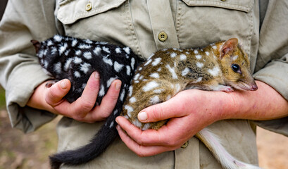 Baby orphan quoll are cared for by a volunteer in Tasmania, Australia.