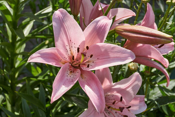 Lily (lat. Lilium) - the genus of plants of the family of Lily (Liliaceae). Lily blooms in the garden.