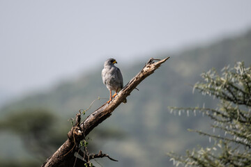 African Dusky Songhawk or Melierax canorus close up resting in a natural setting in Kenya National Park