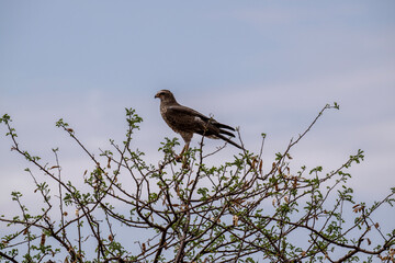 African Dusky Songhawk or Melierax canorus close up resting in a natural setting in Kenya National Park