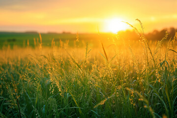 Grass on the field during sunrise. Agricultural landscape in the summer time.