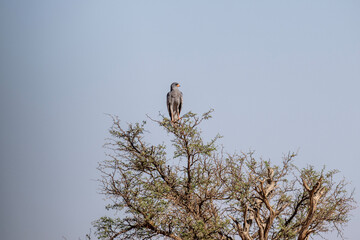 African Dusky Songhawk or Melierax canorus close up resting in a natural setting in Kenya National Park