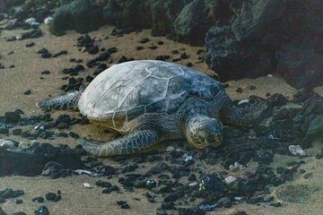 Green sea turtle on beach in Hawaii.