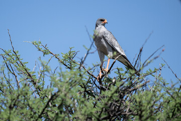 African Dusky Songhawk or Melierax canorus close up resting in a natural setting in Kenya National Park