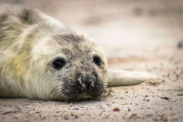 Gray seal pup Portrait