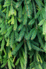 Macro close-up of bright green Fir tree branches. Christmas and winter concept