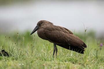 African brown hammerhead close-up on rest in natural conditions in Kenya national park