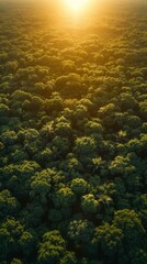 Fototapeta na wymiar lush green dense tropical rainforest jungle viewed from above with bright sunlight shining through