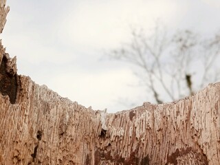 Close-up of a dead tree in the forest. Close up old wood texture blur sky background. Mountain blur background 