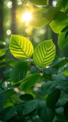 Fototapeta premium Green leaves in the sunlight