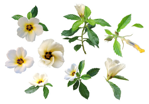 White turnera subulata, various isolated flower forms