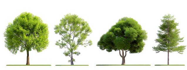 Evergreen trees on a grassy patch, isolated against a stark white background