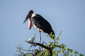 African marabou close up resting in natural conditions in Kenya national park