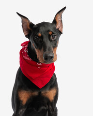 closeup of adorable dobermann wearing red bandana