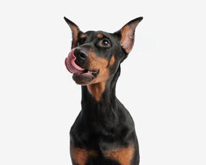hungry dobermann licking its nose looking to side