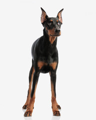 eager dobermann looking up to side