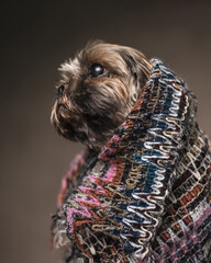 cute little shih tzu puppy wearing knitted blanket on his head