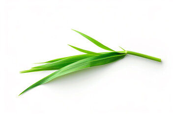  Blade of grass isolated on white background 