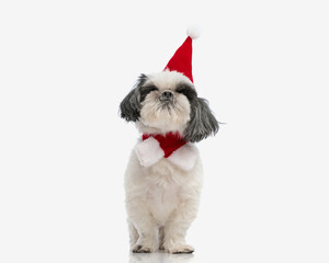 curious santa shih tzu looking up