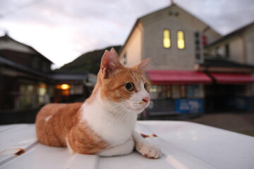 黄昏のニャン！