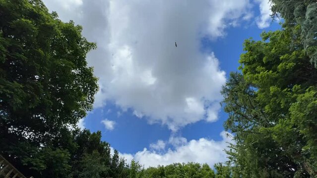 clouds over the forest timelapse